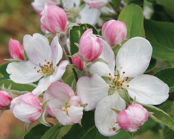 Apple blossoms in spring bloom