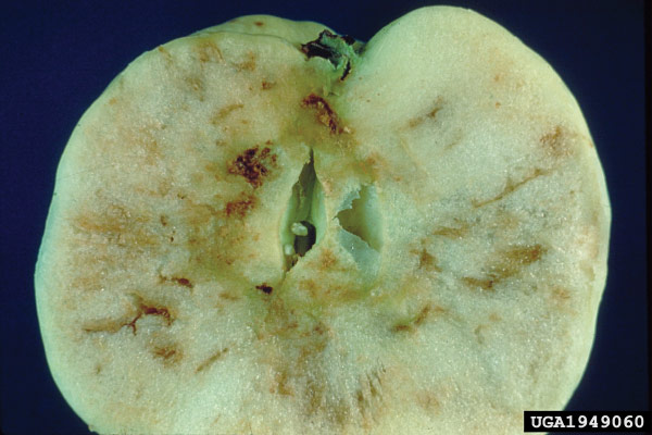 Apple maggot damage