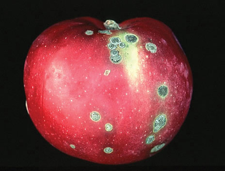 Apple scab