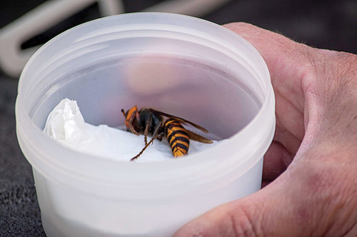 Asian giant hornet on ice inside a plastic container