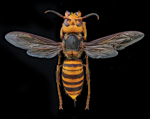 Asian giant hornet specimen