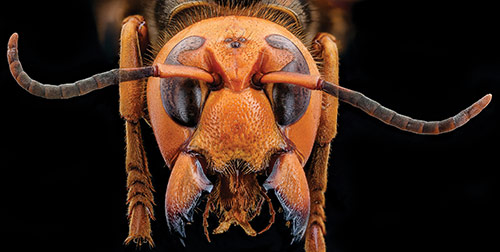 Close-up view of Asian giant hornet specimen