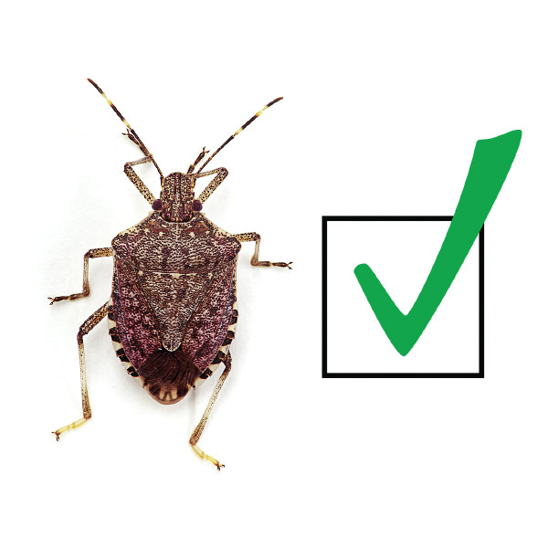 Brown marmorated stink bug beside a check mark