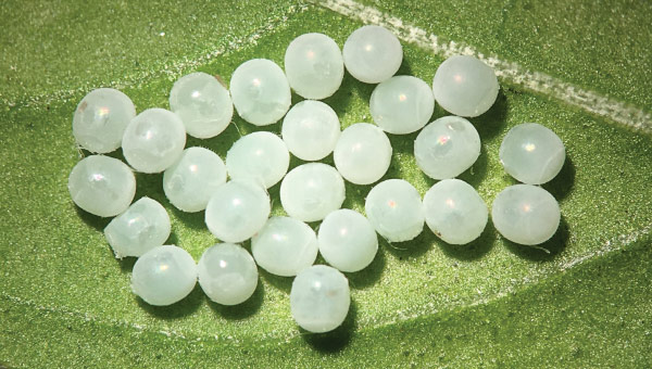 BMSB eggs on a leaf