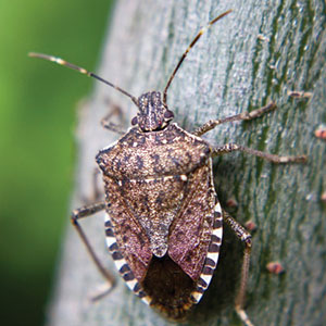 Brown marmorated stink bug