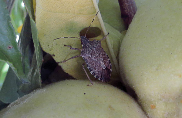 A brown marmorated stink bug is seen hiding among peaches that have severe feeding damage.