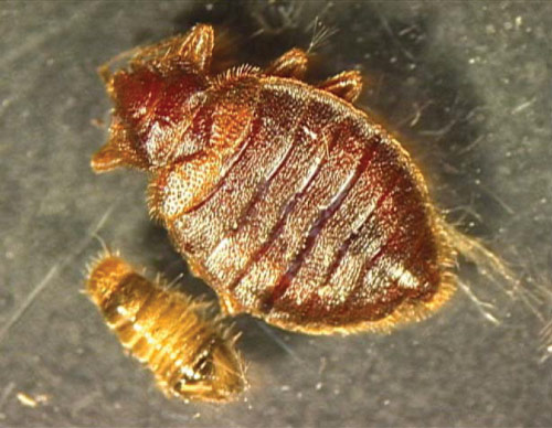Bed bug and carpet beetle larva