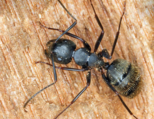 Carpenter ant