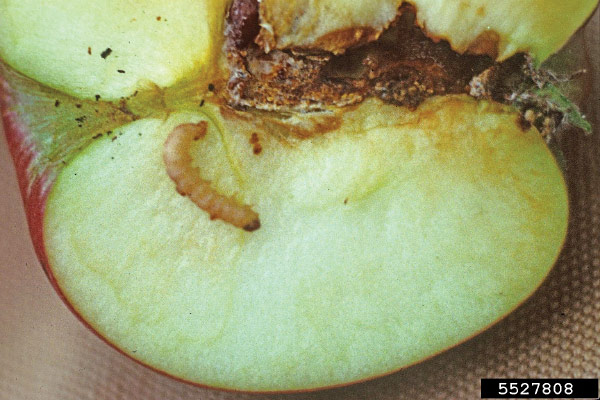 Apple with a codling moth worm