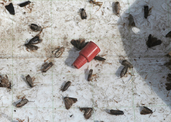 Adult codling moths caught in a pheromone trap