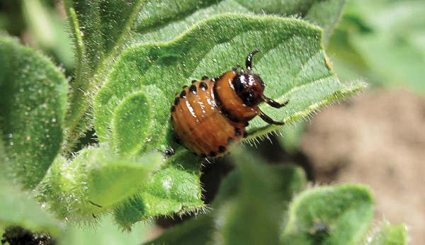 Colorado potato beetle larva