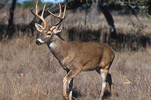 Male white-tailed deer. Source: Scott Bauer, USDA ARS, Bugwood.org