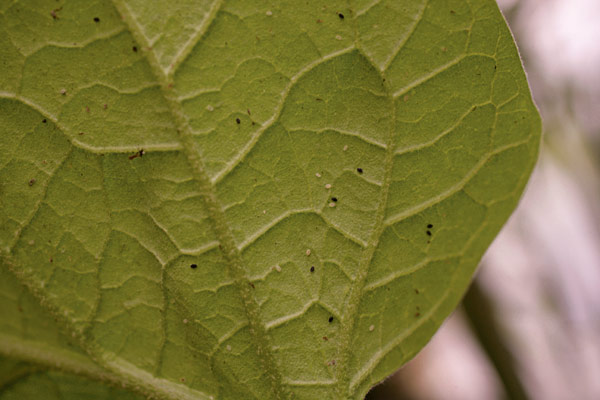 Eggplant leaf with whitefly nymphs