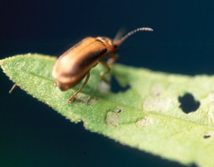 Galerucella beetle on a purple loosestrife leaf