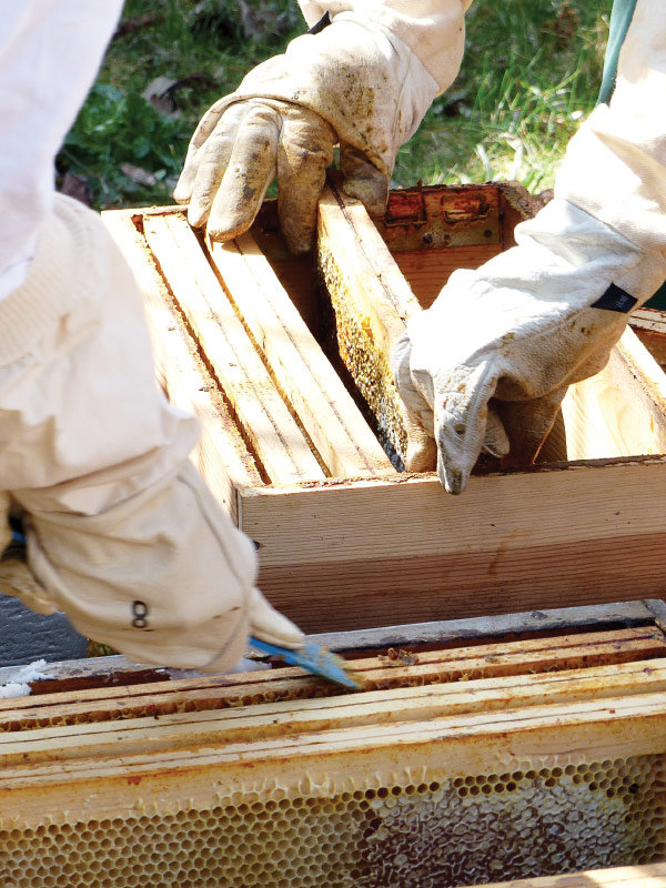 PLAN BEE: What the master beekeeper program is all about, News