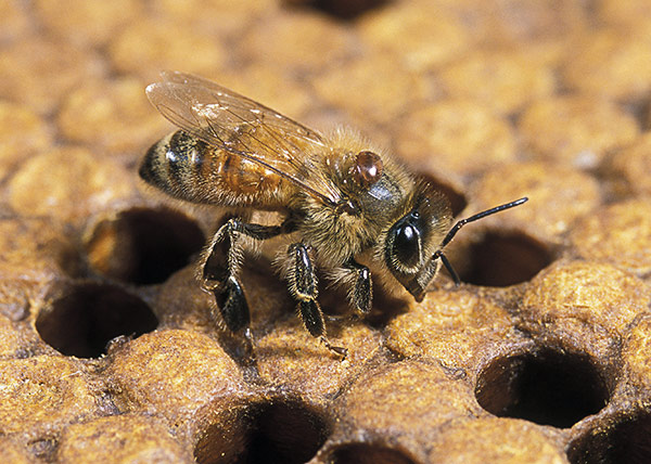 Honey bee with varroa mite