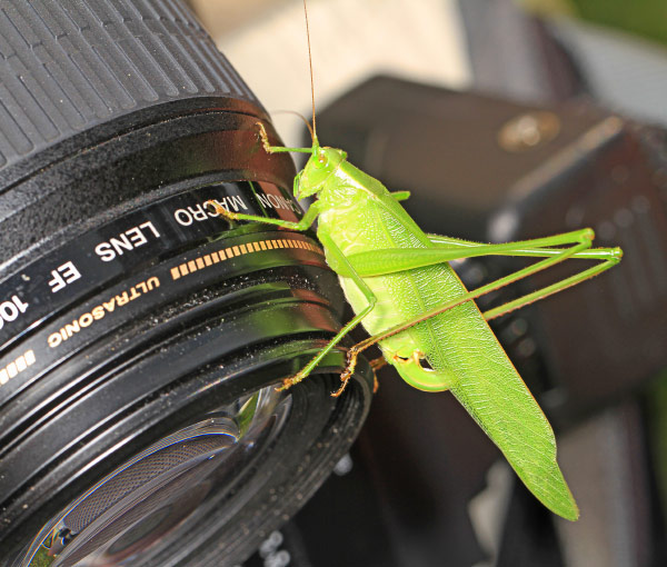 Katydid on camera lens