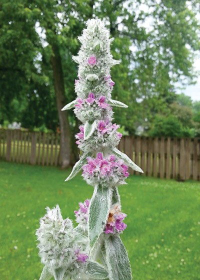 Lamb's ears in bloom.