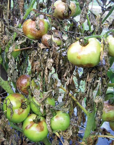 Late blight on tomatoes