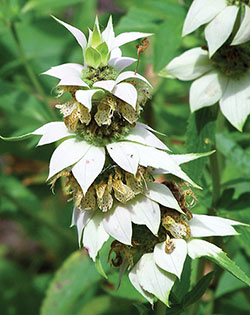 Monarda punctata, spotted horsemint, attracts beneficial bugs. Source: Karan A. Rawlins, University of Georgia, Bugwood.org