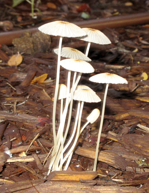 Mushrooms growing out of wood chips