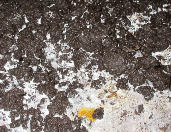 Close-up of a fungus’s mycelial phase