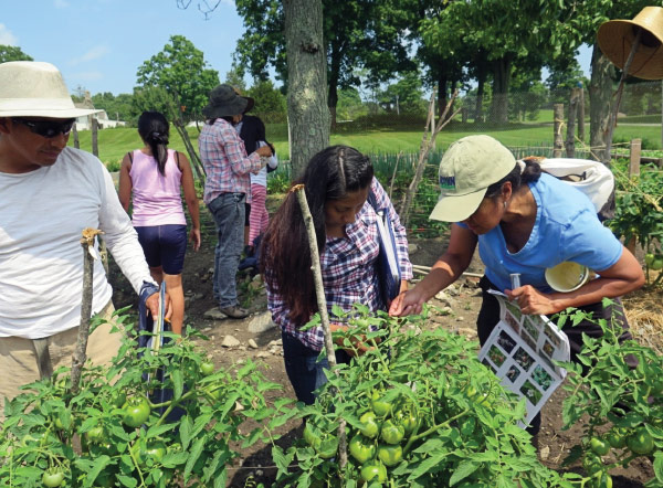 New entry farmers look for pests