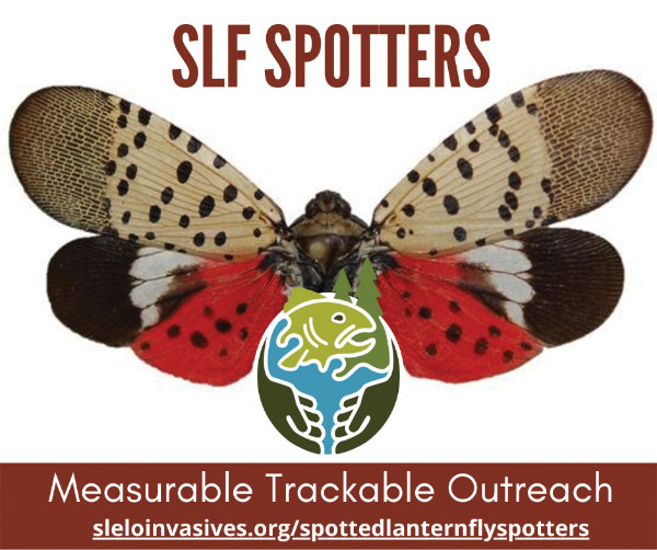 Spotted lanternfly with open wings