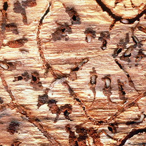 Southern pine beetle damage