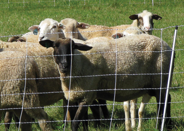 Sheep in a pasture