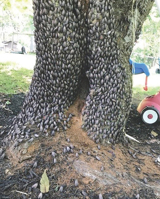 Spotted lanternflies covering a tree