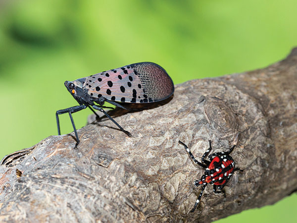 Spotted lanternfly adult and nymph on a tree branch