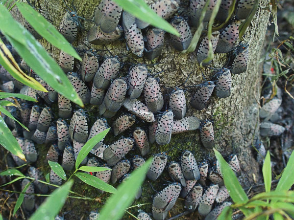 Spotted lanternfly adults on Ailanthus tree