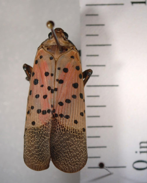 Spotted lanternfly specimen