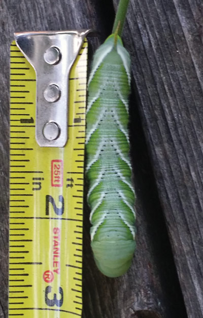Tomato hornworm next to a tape measure showing two and one-half inches in length