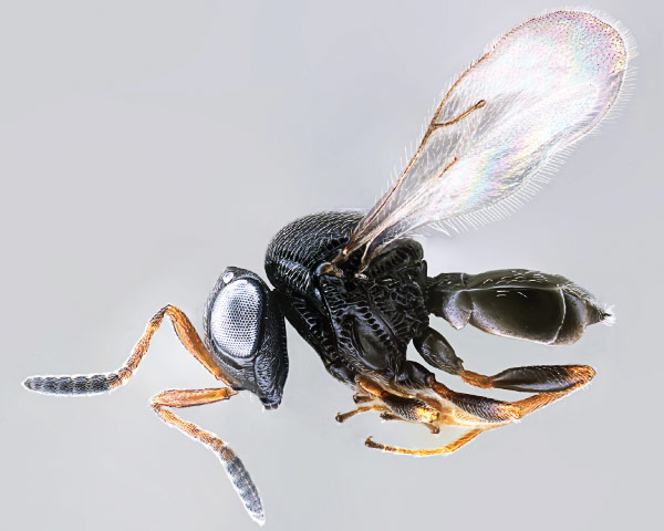Samurai wasp (Trissolcus japonicus)