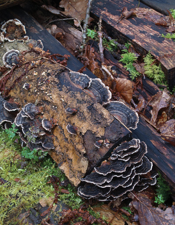 Turkey tail fungus (Trametes versicolor) helping to break down a fallen tree