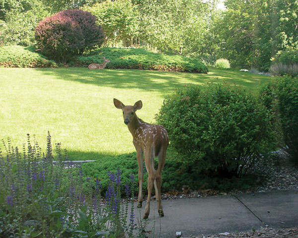 Two young deer in a landscaped yard.