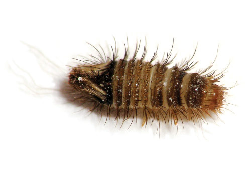 A varied carpet beetle larva