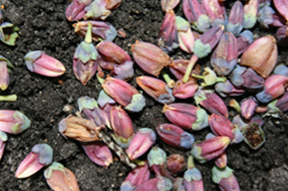 Buds on the ground