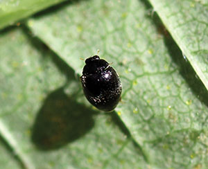 Black ladybird beetle