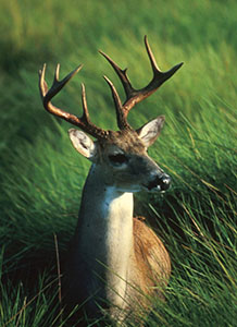 White-tailed deer in tall grass
