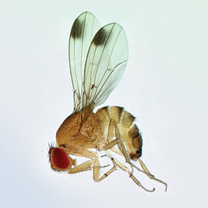 Spotted wing drosophila