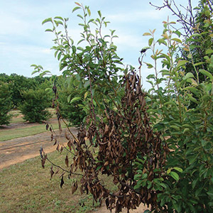 fire blight apple tree fire blight apple tree