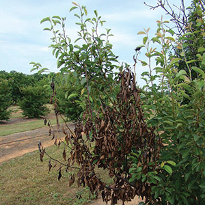 The leaves of an apple tree, damaged and browned from fire blight.