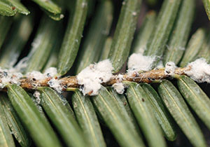 Hemlock woolly adelgid