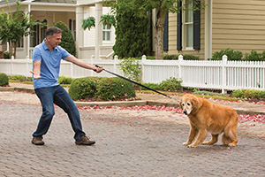 A dog resists his adopter as they go for a walk.