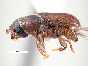 Southern pine beetle