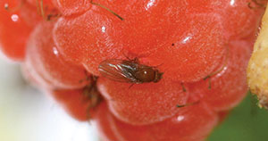 Spotted wing drosophila on a raspberry