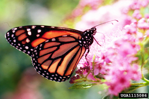 A monarch butterfly lights in a field in the United States